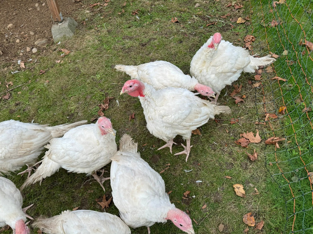 Heritage Breed Turkey Deposit