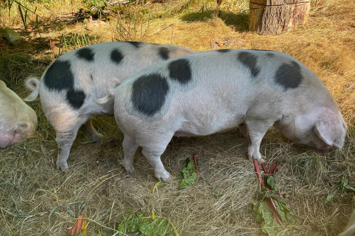 Pork Share Deposit
