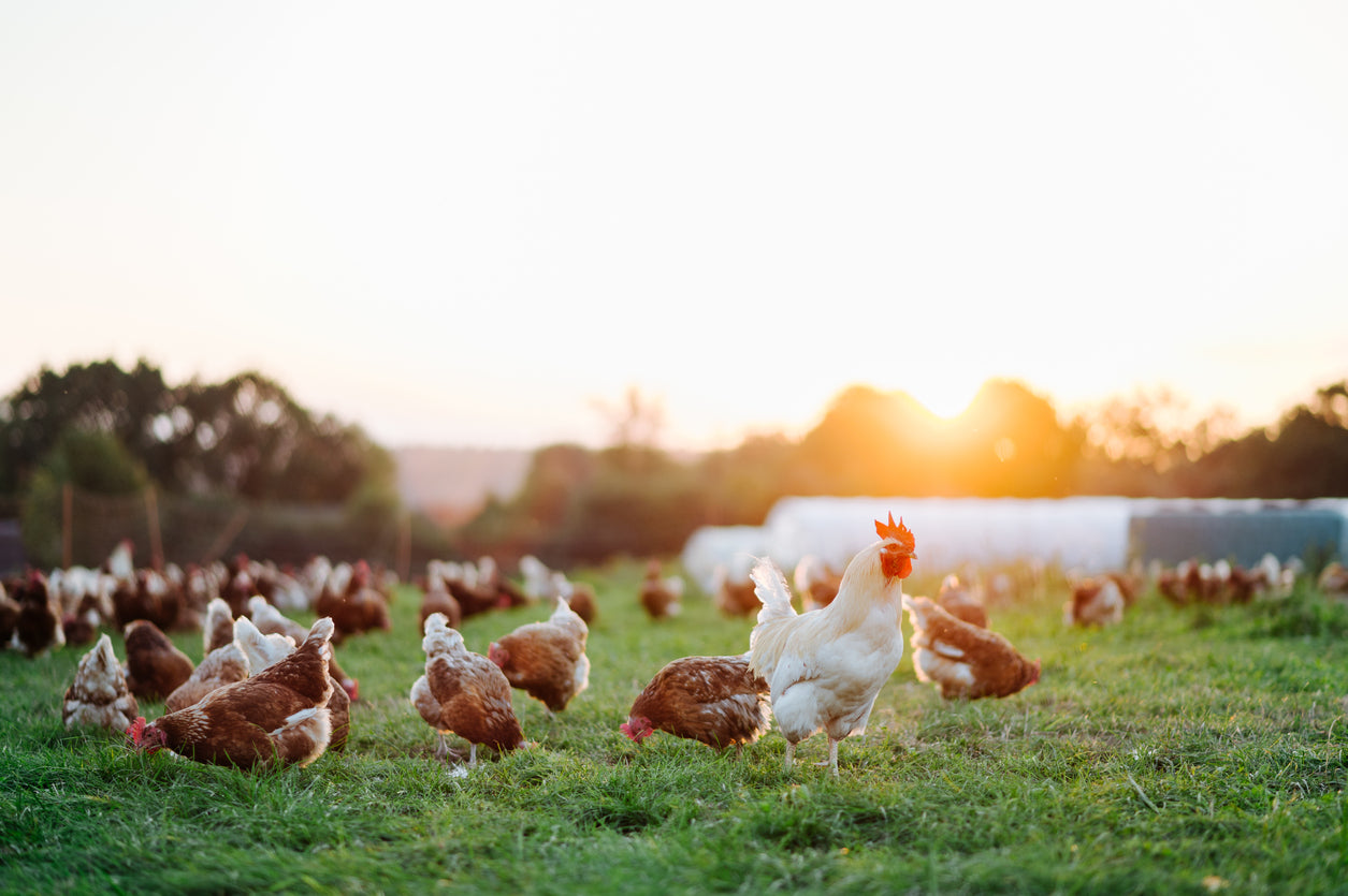 Pastured Meat Chicken Deposit