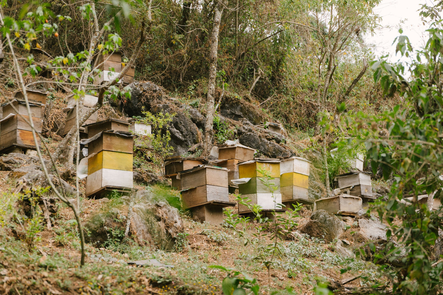 Coffee Blossom Honey - Otto Herrera - La Esperanza